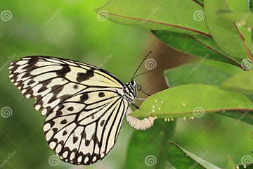 Large Tree Nymphs Butterfly and Eggs Stock Image - Image of garden ...