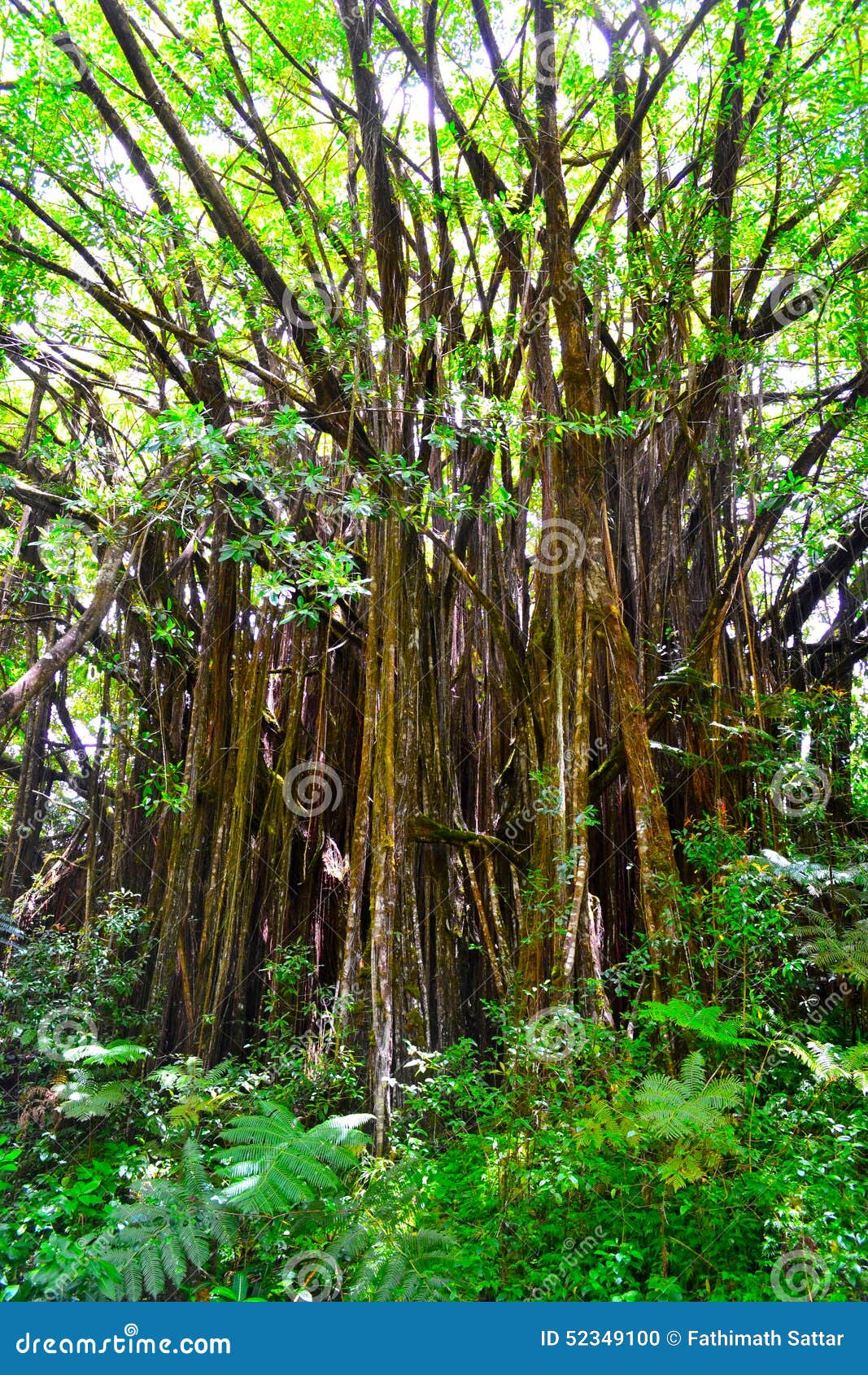 Large tree in a rainforest stock photo. Image of beautiful - 52349100