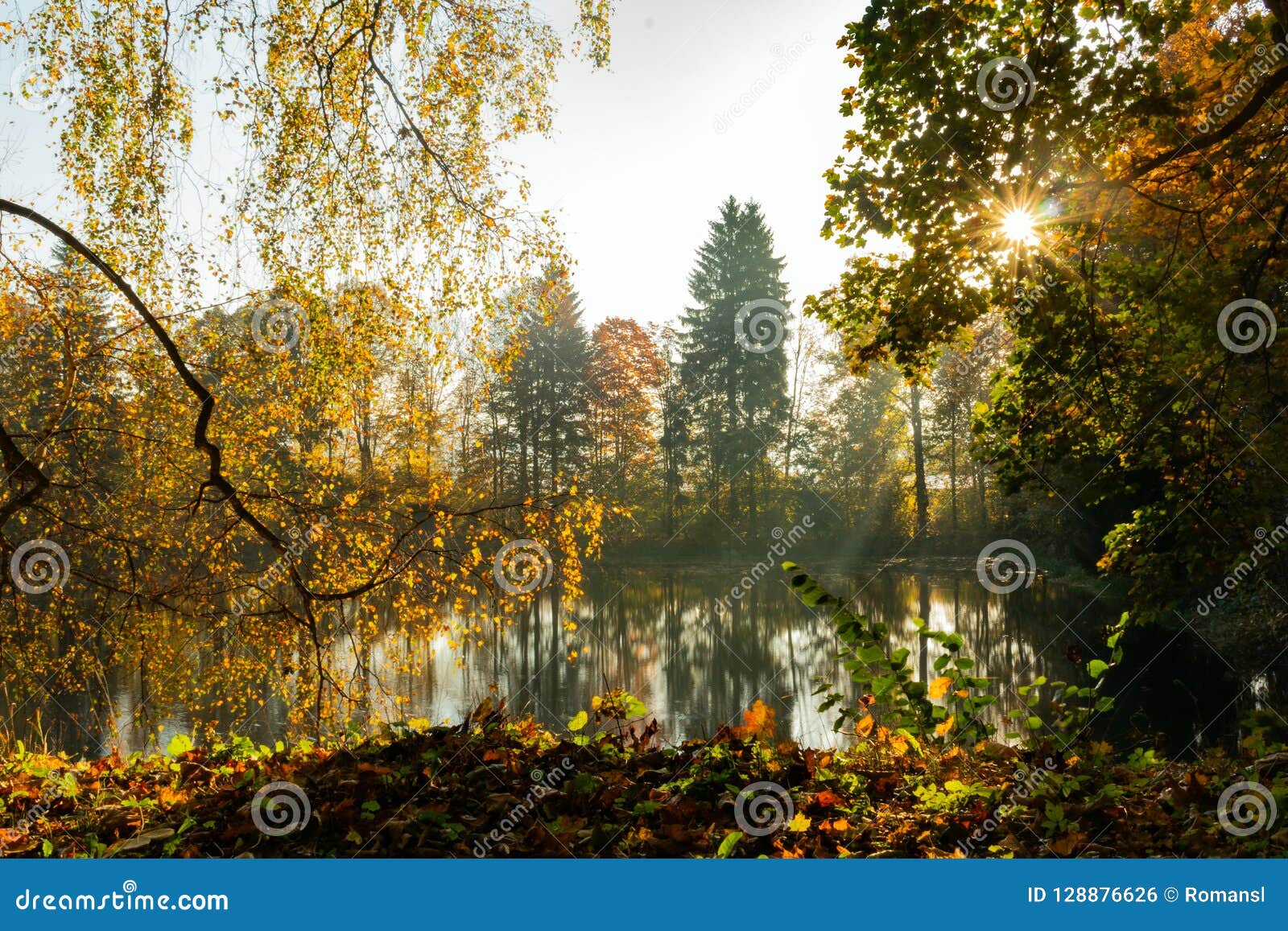 Large Tree on River Shore at Sunset on Summer Evening. the Sun Shines ...