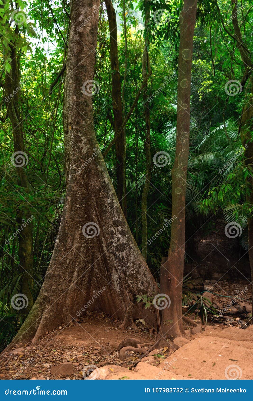Large Tree with Roots Grows in the Jungle Stock Photo Image of leaf