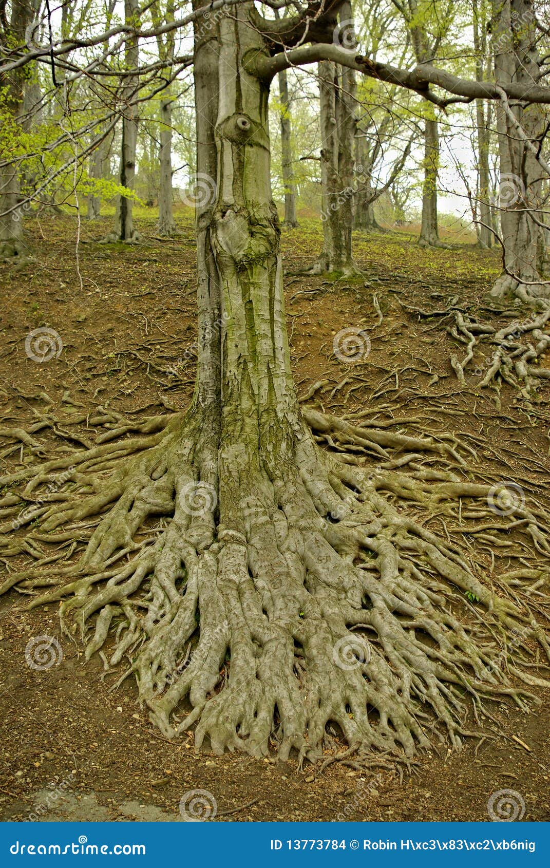 Large tree roots II stock photo. Image of ground, park 13773784
