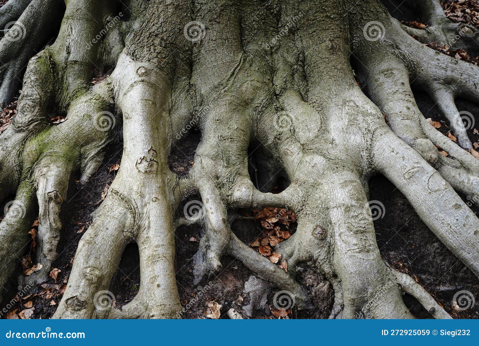 Large tree roots stock image. Image of carving, earth 272925059