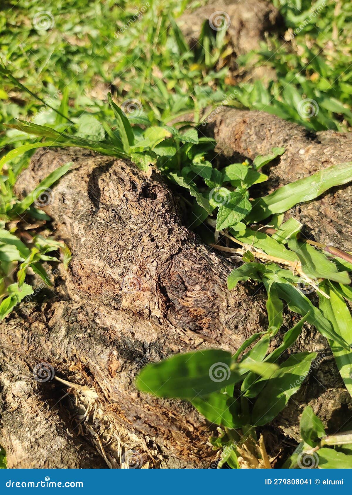 Large Tree Roots that Rise Above the Ground Stock Image Image of