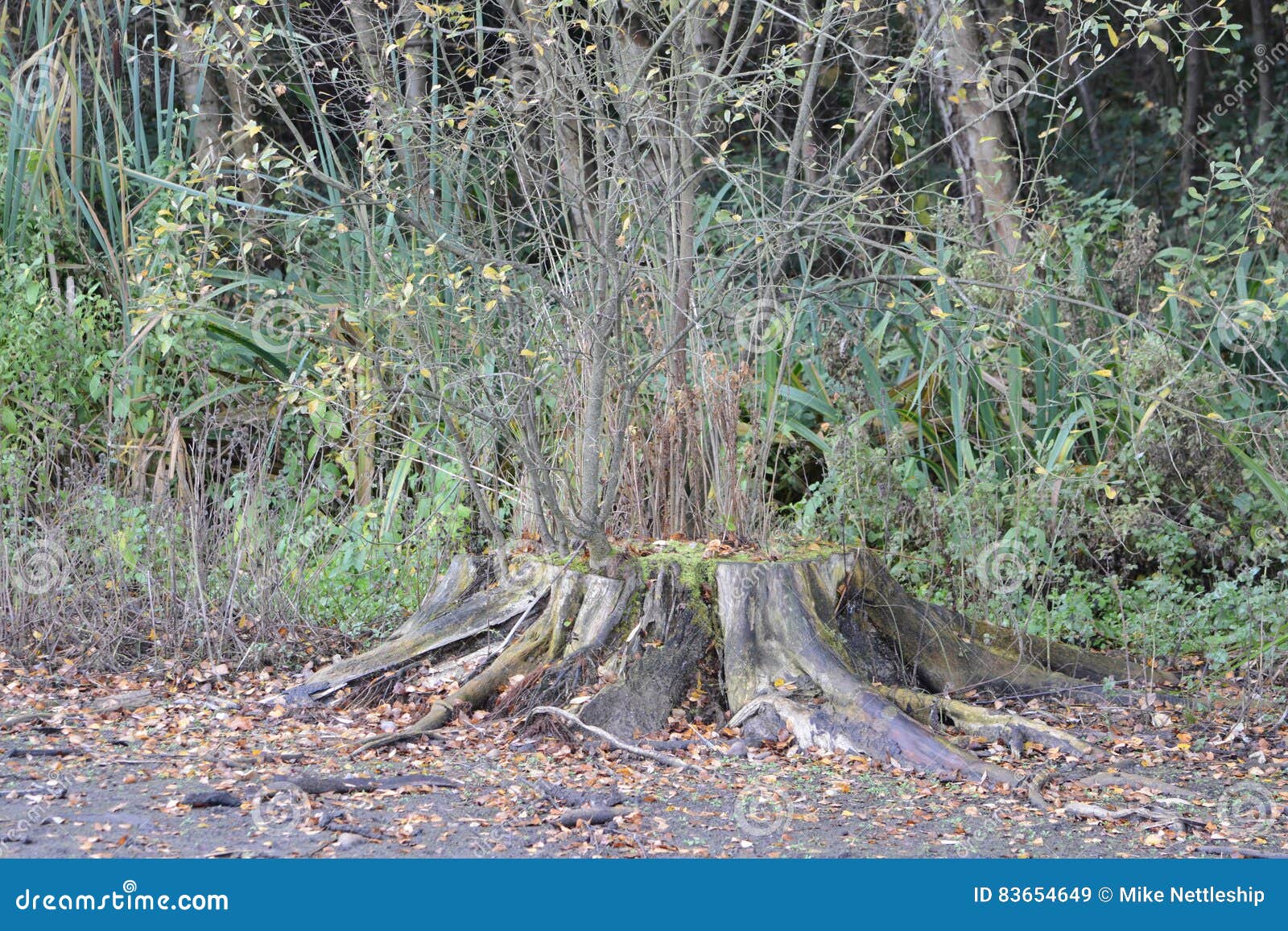 this large tree stump looks quite dead but from it are growing new branches.