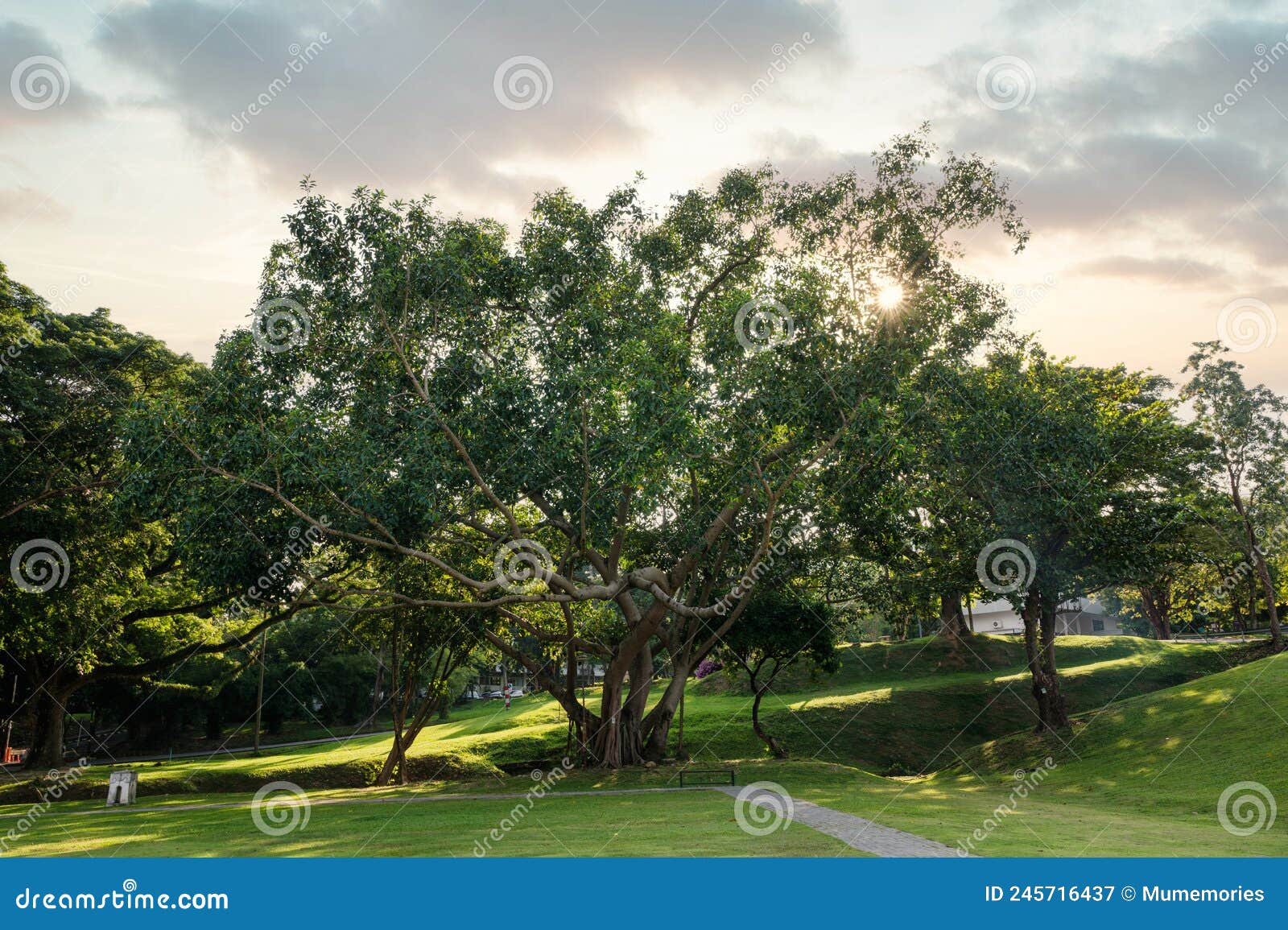 Large Tree and Sunset Shine through on Park Stock Image Image of