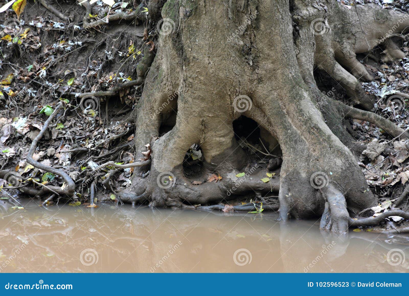 tree trunk at water`s edge