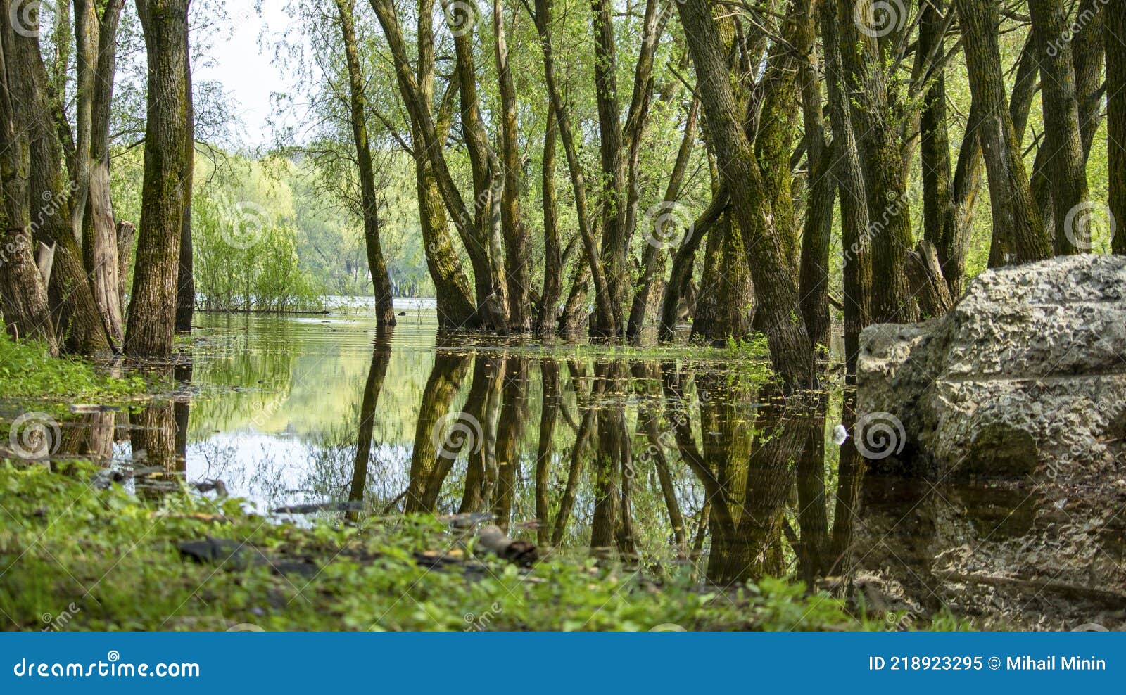 Large Tree Trunks Reflecting in the Water Stock Image Image of
