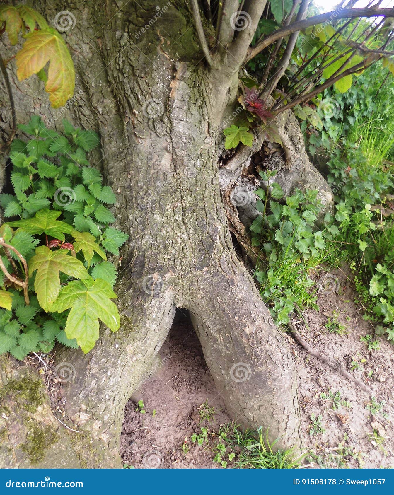 large trees in crookham northumerland, england. uk