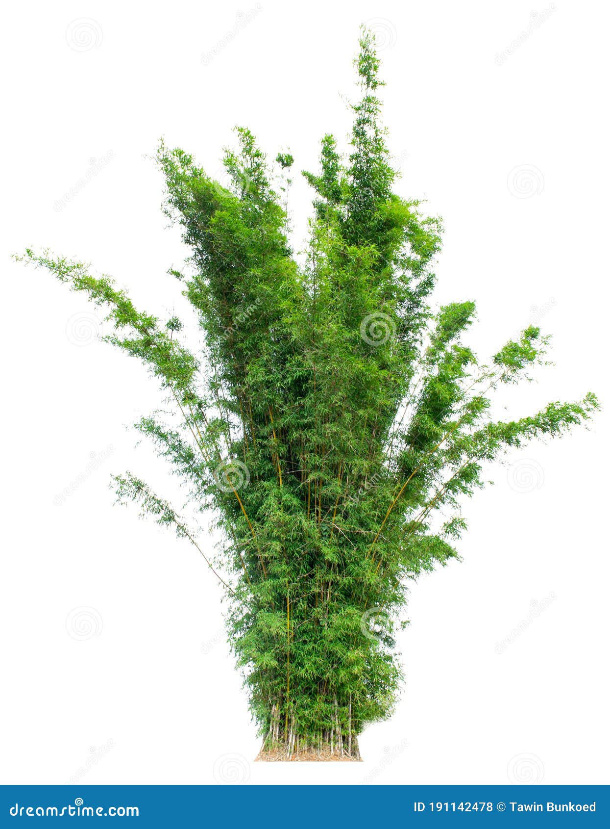 large trees with edible fruits are completely separated from the white background.
