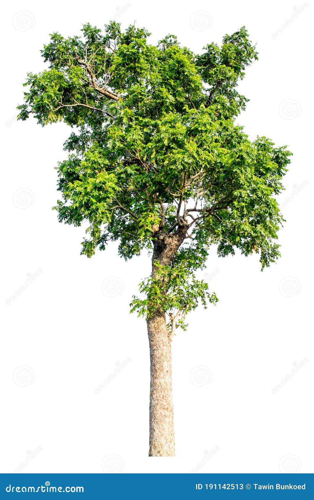 large trees with edible fruits are completely separated from the white background.