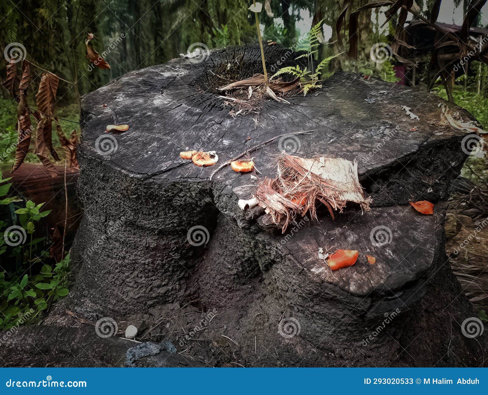 Large Trees Were Cut Down and Burned Stock Image Image of rock