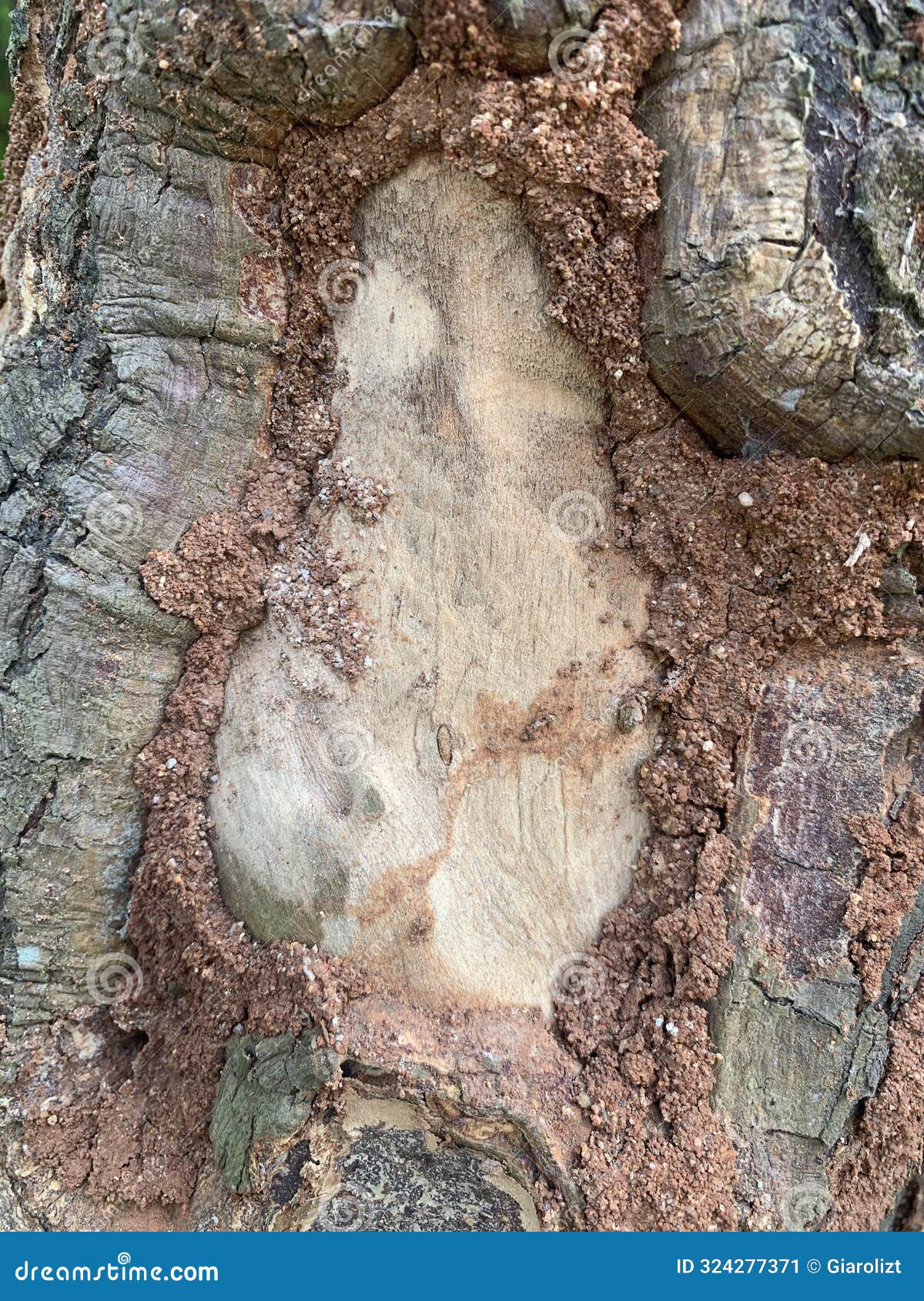 large trees whose trunks are eaten by termites