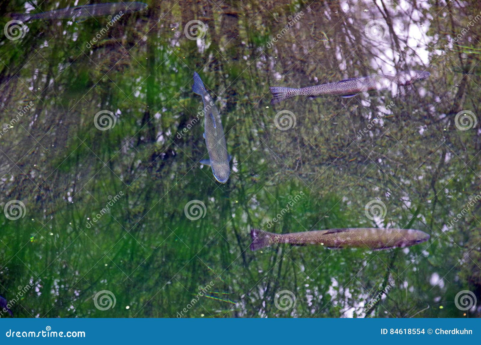 Large Trout stock photo. Image of forests, trout, trees 84618554