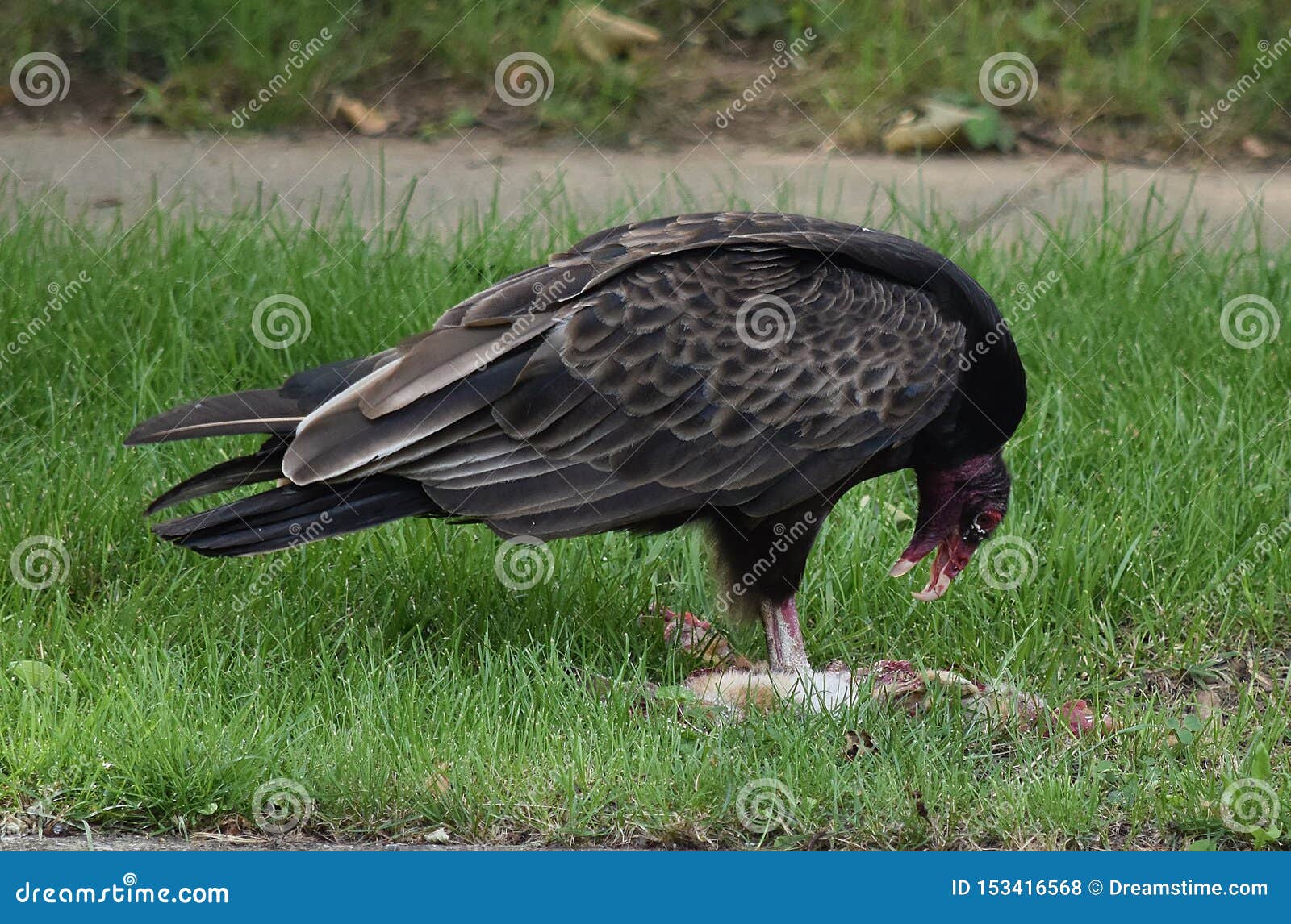 Large Turkey Vulture stock photo. Image of pair, wildlife 153416568