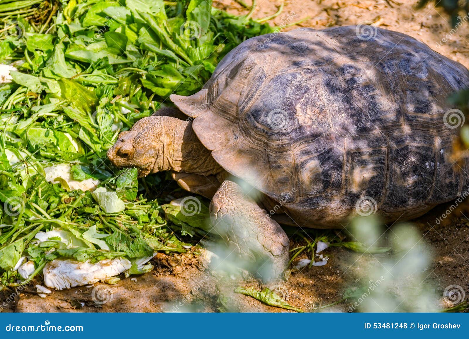 Large turtle stock photo. Image of grass, turtle, feeding 53481248