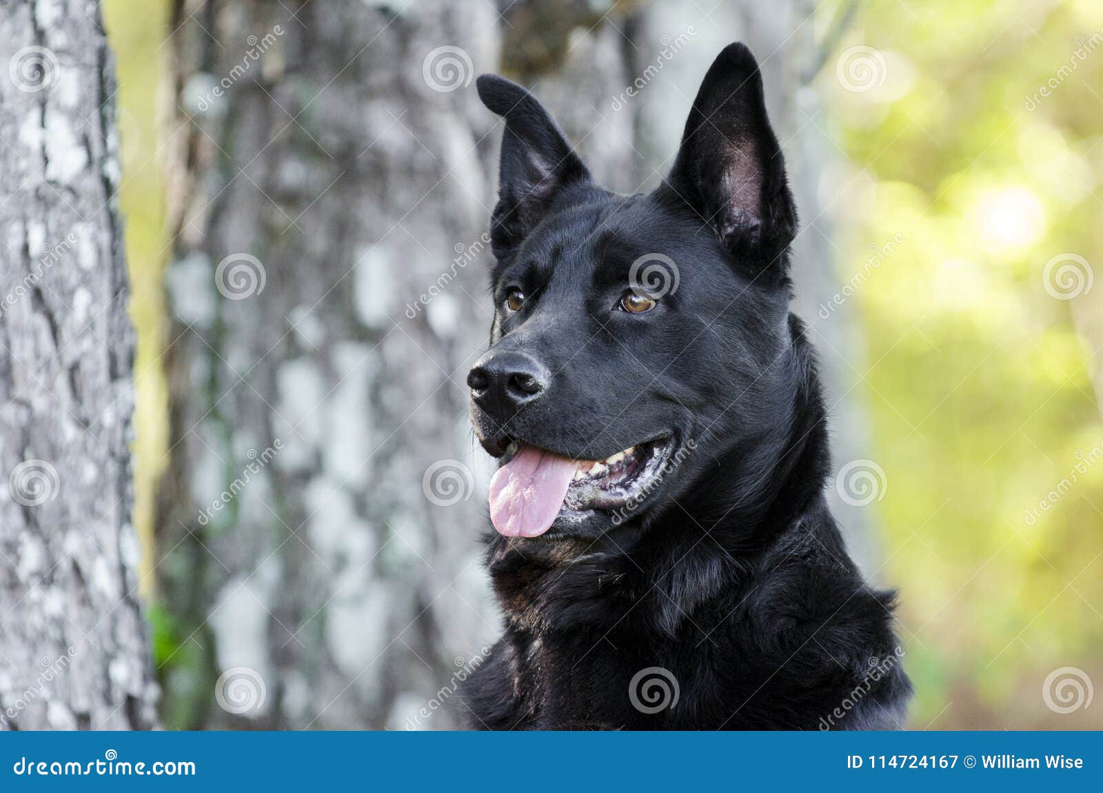 45+ German Shepherd Rottweiler Mix Puppies For Adoption