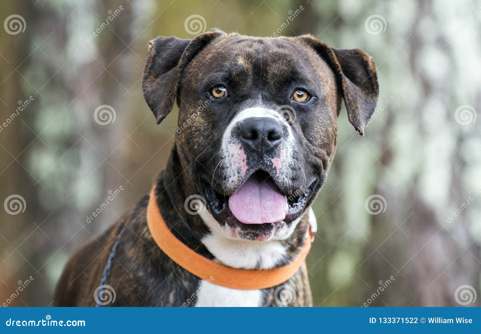 boxer and mastiff