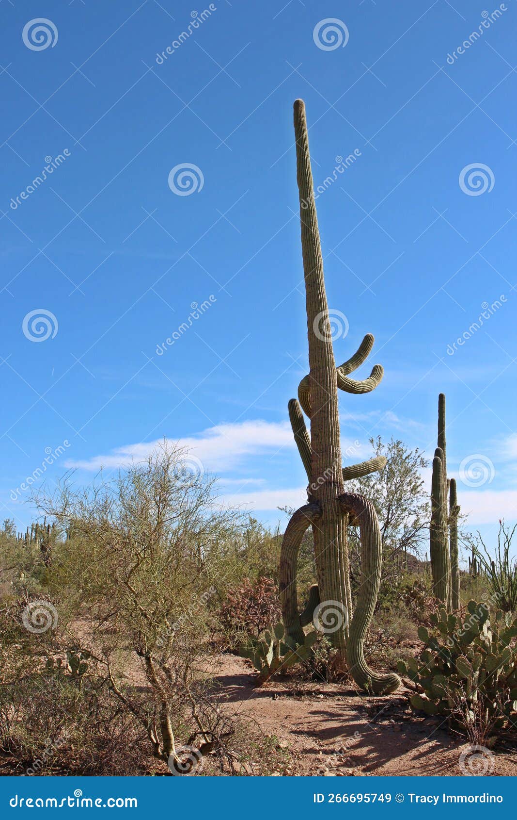 large, unusually d saguaro cactus in a desert landscape with prickly pear, ocotillo and palo verde bushes in arizona