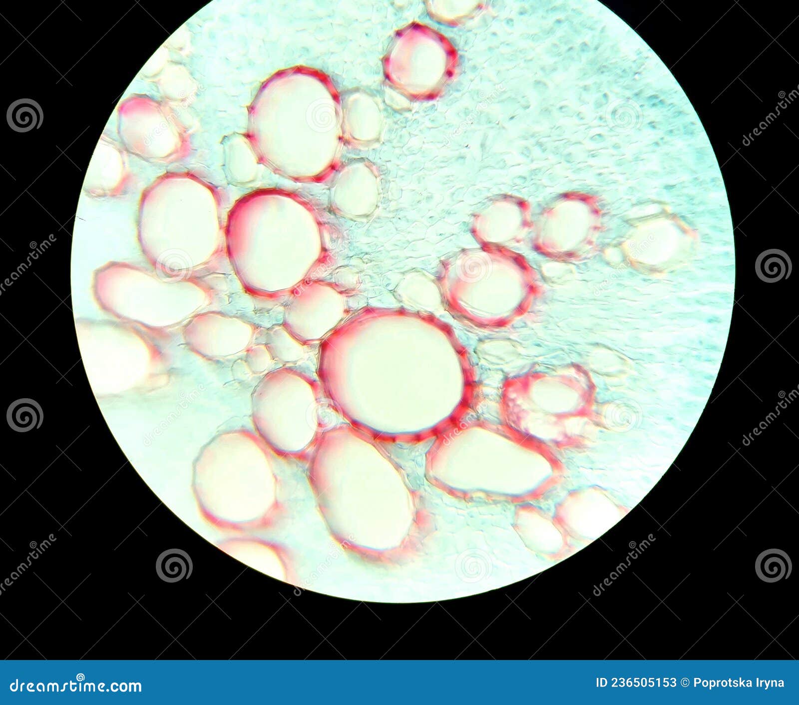 large vessels of the carrot root cut, secondary structure, microscopic photography
