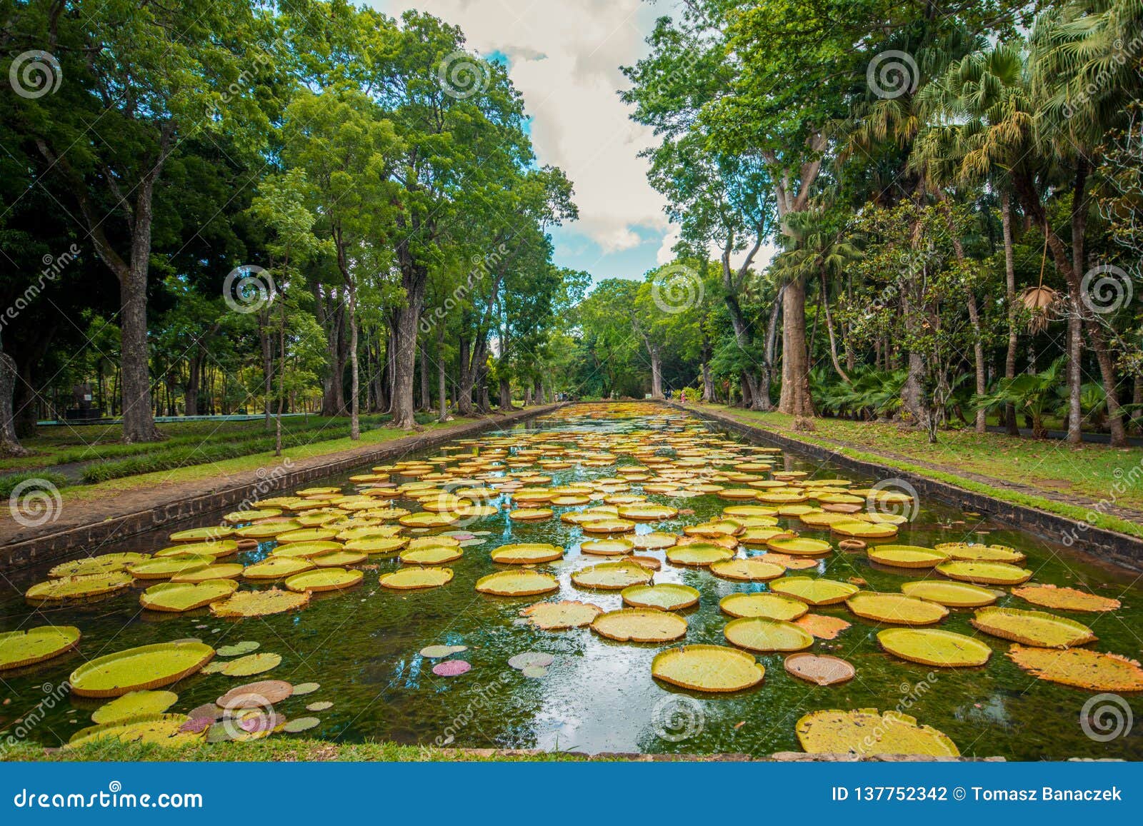 Large Water Lilies Botanical Garden Pamplemousses, Mauritius. Stock
