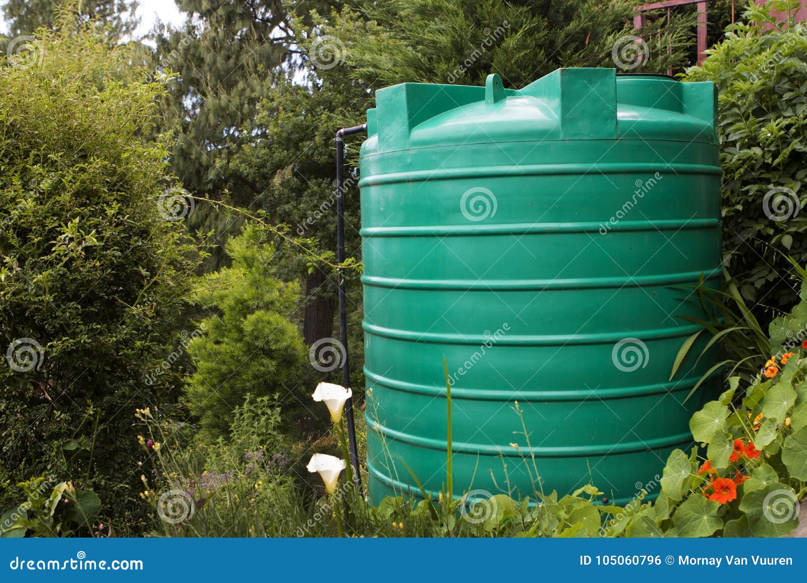 DIY wooden base with elevated water storage tank for autonomous drip  irrigation of garden bed and growing green fresh organic vegetable in  eco-friendly small greenhouse yard. Domestic farming concept Stock Photo