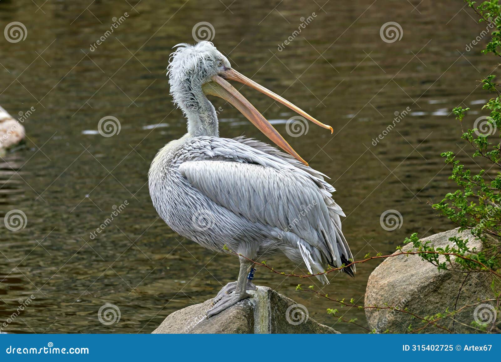 large waterfowl white pelican on a stone