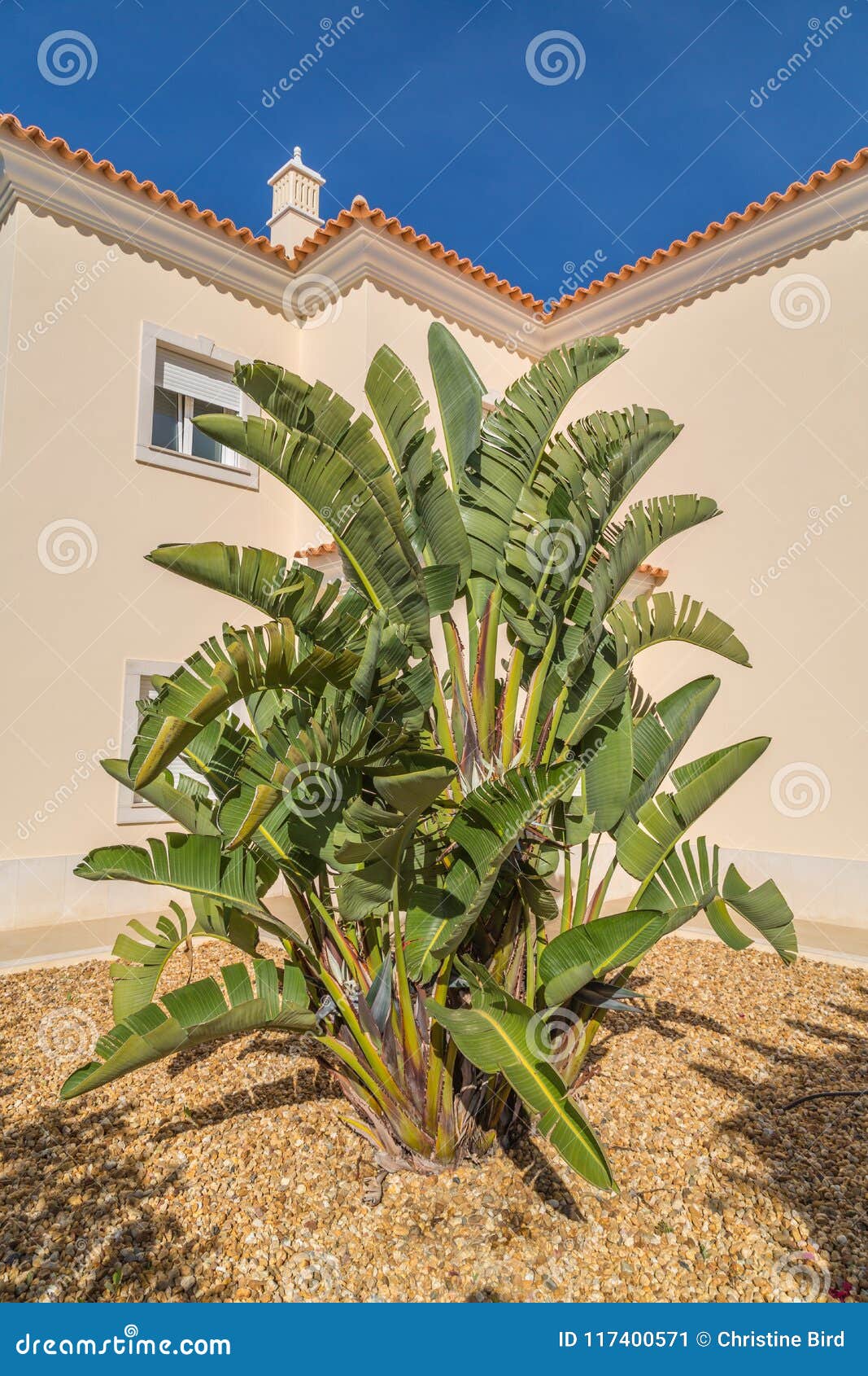 large white bird of paradise plant