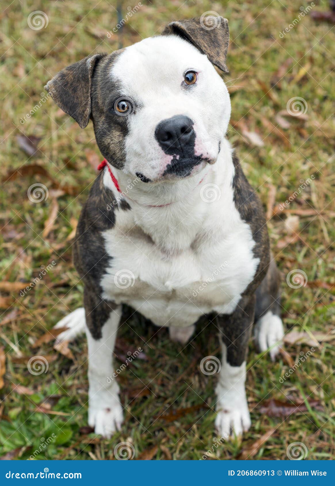 Large White And Brindle American Bulldog Pitbull Terrier
