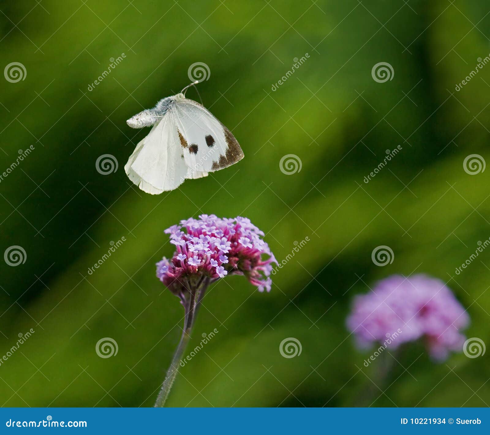 Large White Butterfly Flying Stock Photo Image of wings, antenna