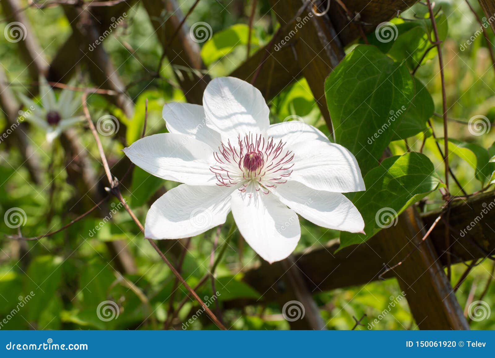 Large White Clematis Flower Stock Photo Image of summer, garden