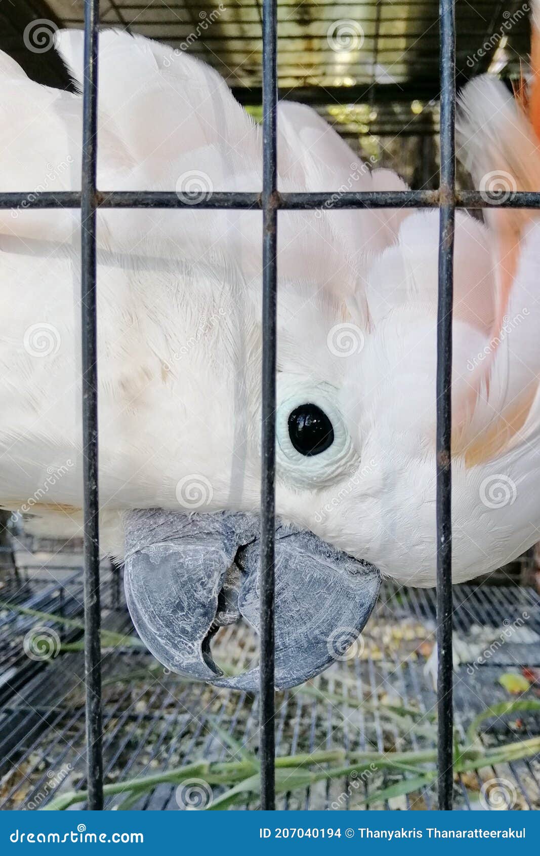 A Large White Cockatoo in a Cage. Stock Photo Image of cute, wing