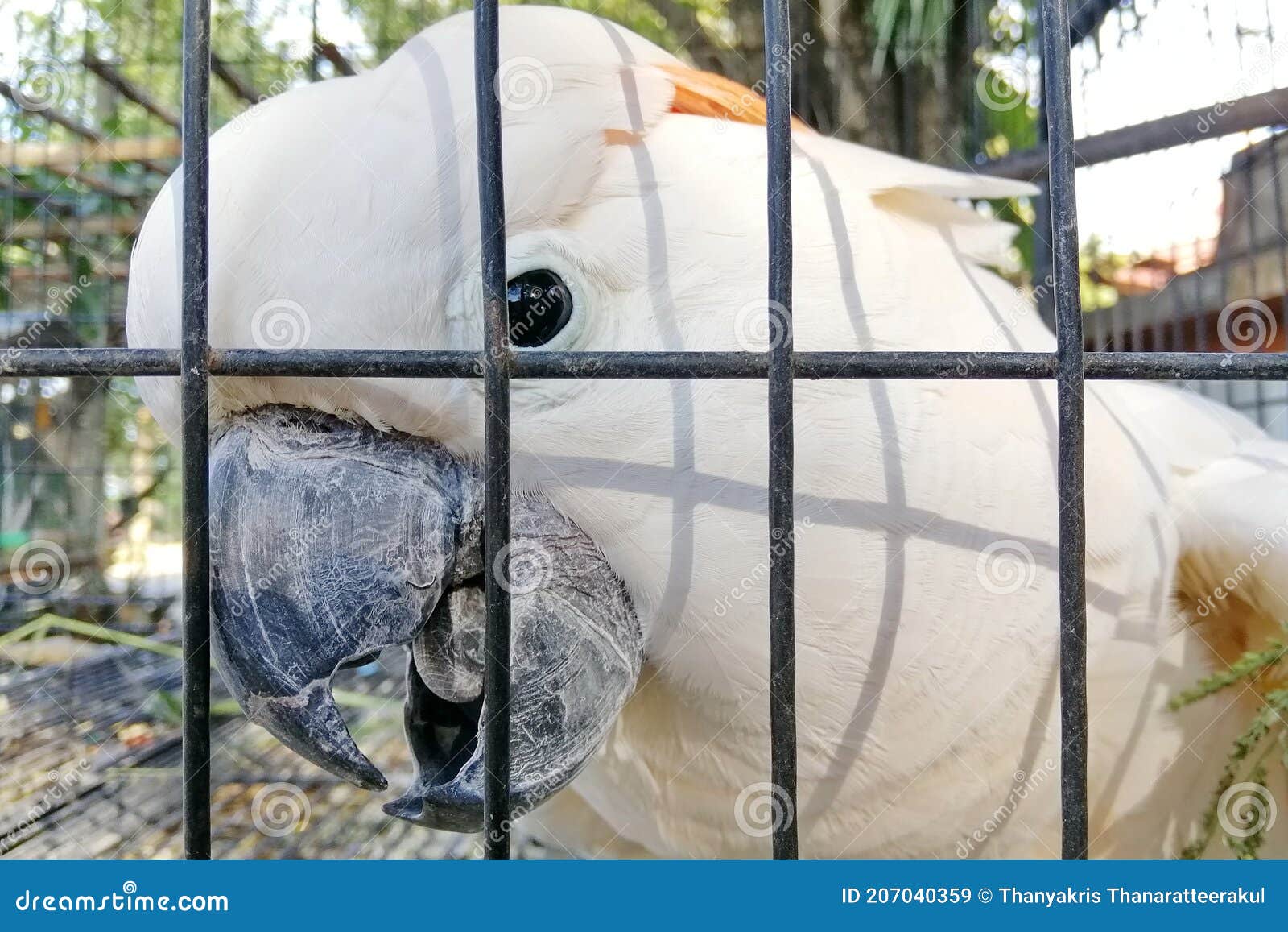 A Large White Cockatoo in a Cage. Stock Image Image of cockatoo