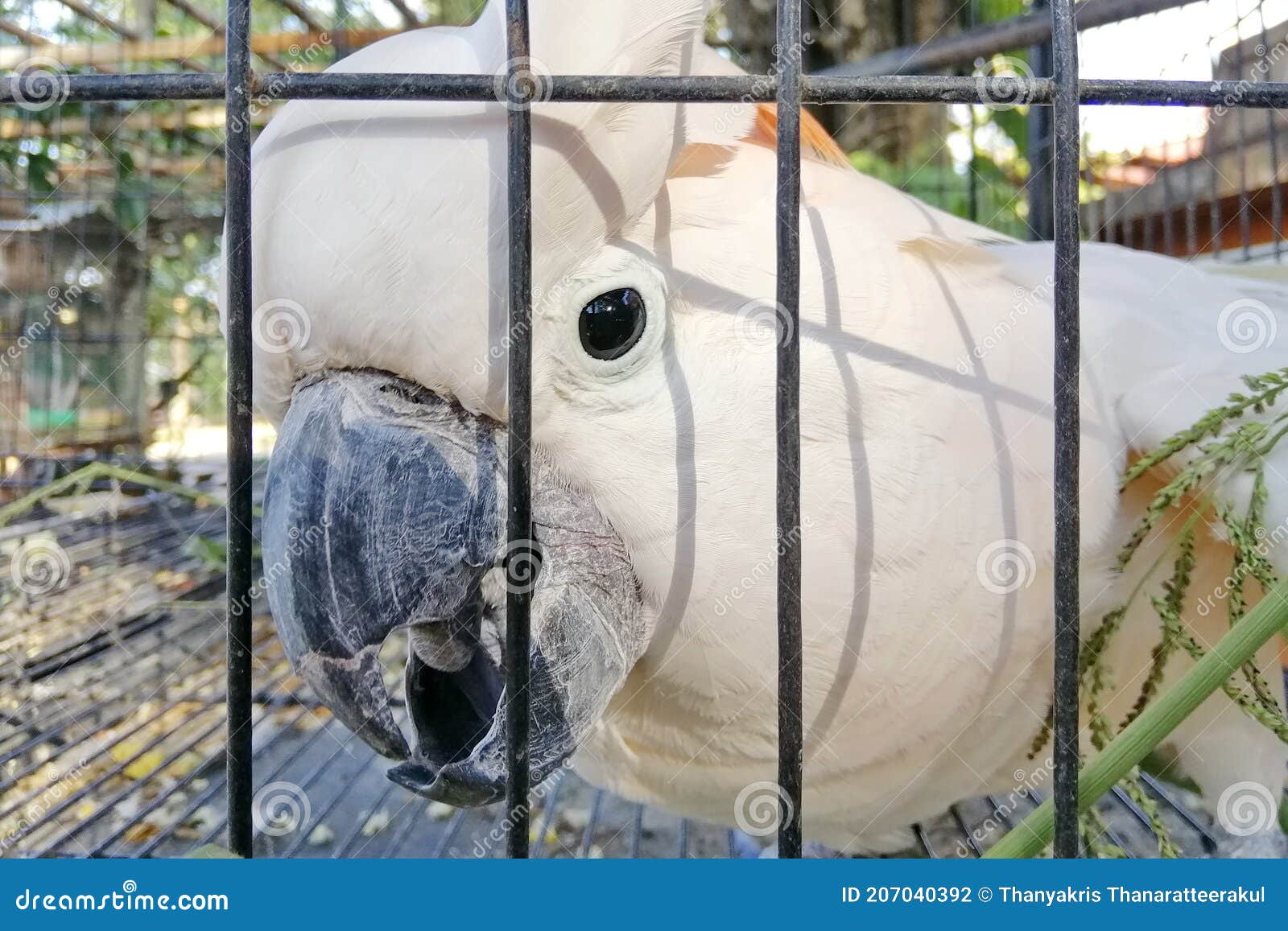 A Large White Cockatoo in a Cage. Stock Photo Image of animal, cage