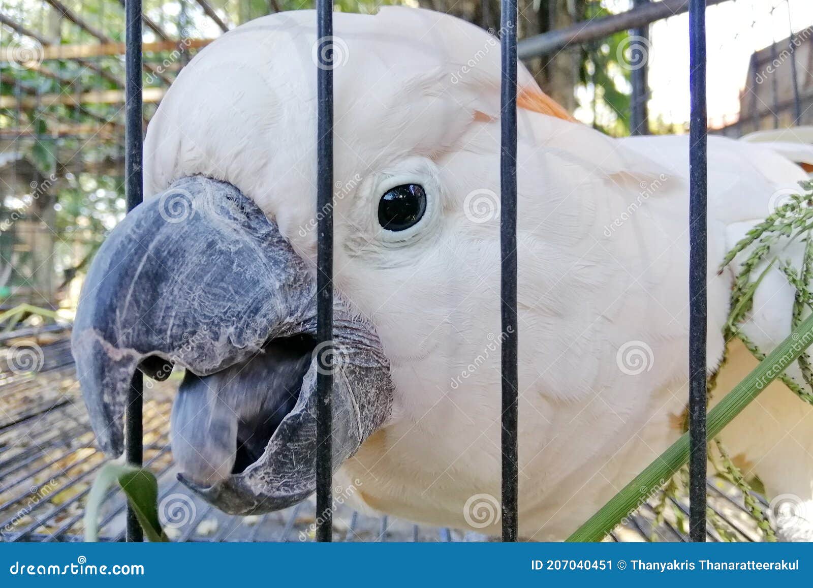 A Large White Cockatoo in a Cage. Stock Image Image of focus