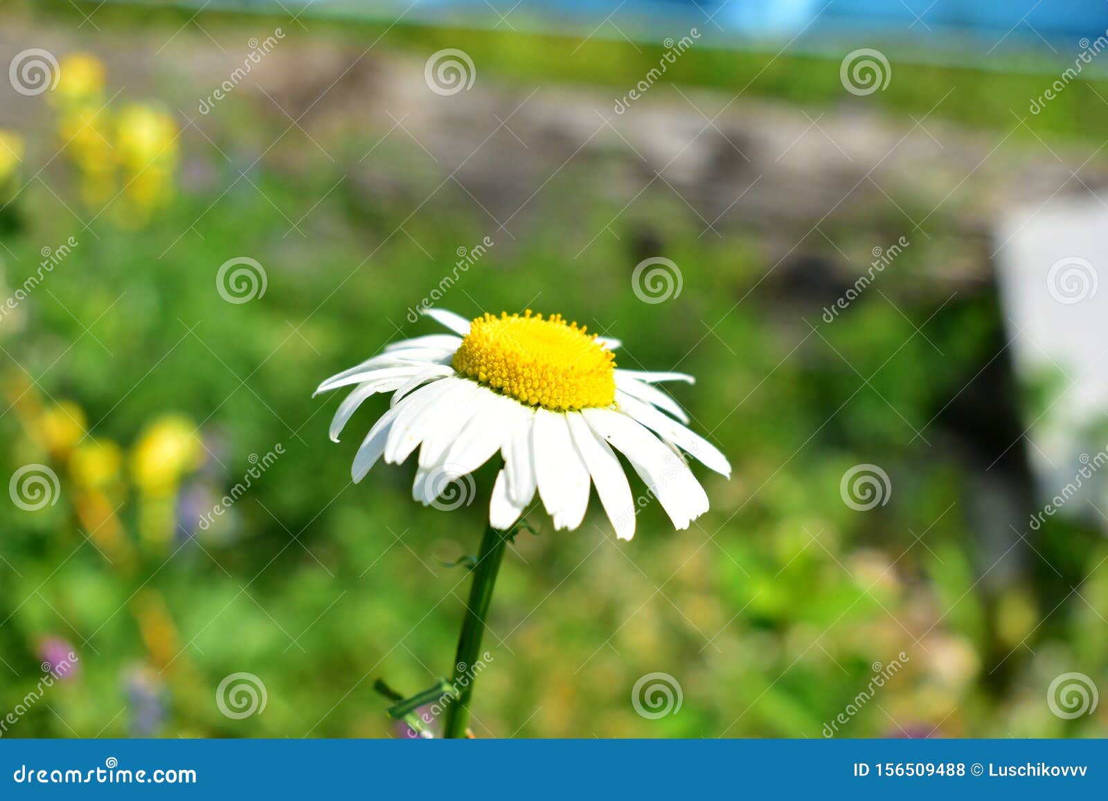 3,455 Colored Daisies Stock Photos - Free & Royalty-Free Stock Photos from  Dreamstime