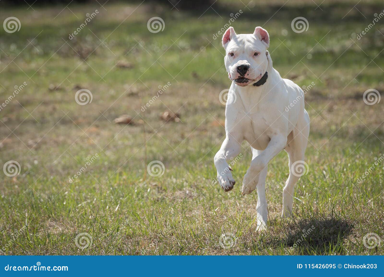 dogo argentino amstaff mix