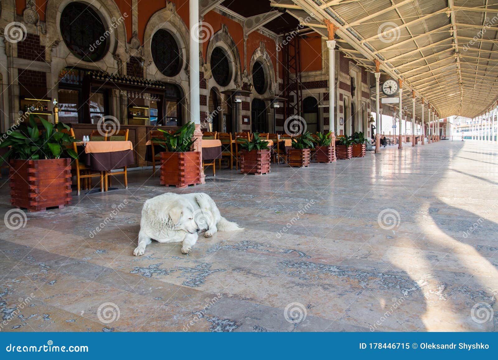 a large white dog lies on the platform of istanbul`s historic train station. turkey