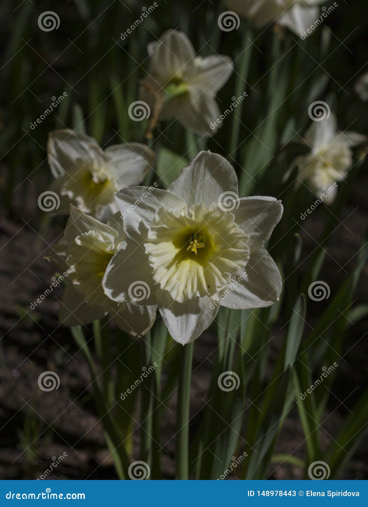 Large White Flower Lit by the Spring Sun Stock Image Image of large, color 148978443