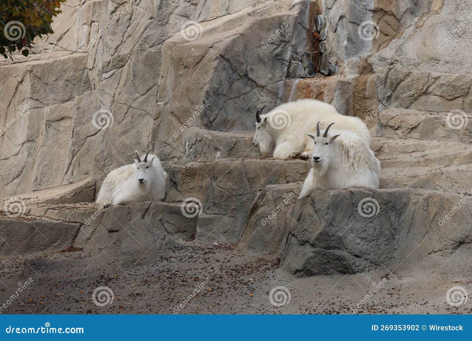 Large Whitehorned Mountain Goats in the Zoo Stock Photo Image of