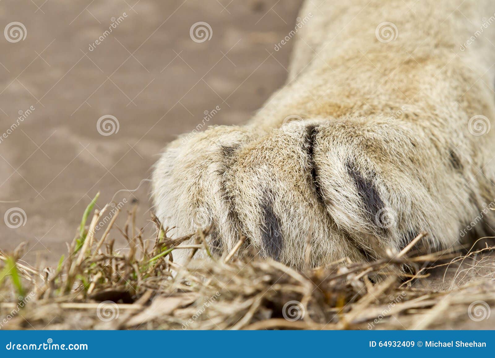Large White  Lions Paw  Resting On Some  Grass Stock Image 