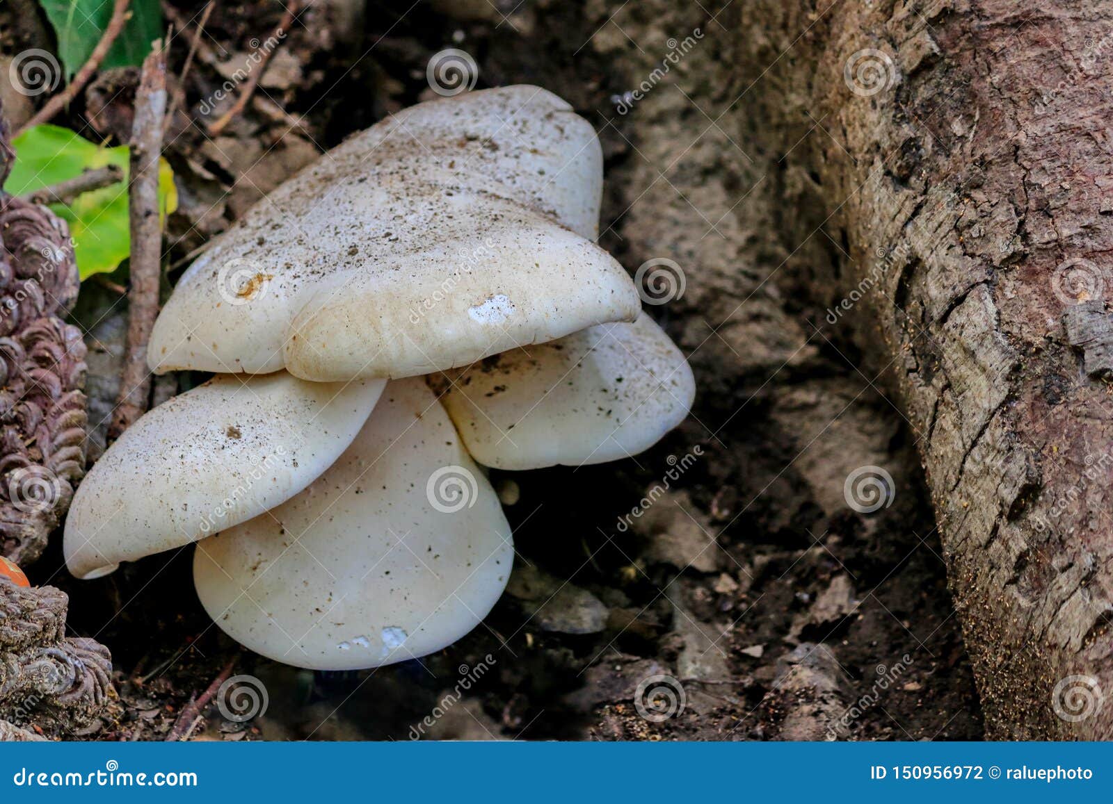 The Large White Mushroom is on the Base of the Tree Stock Photo Image