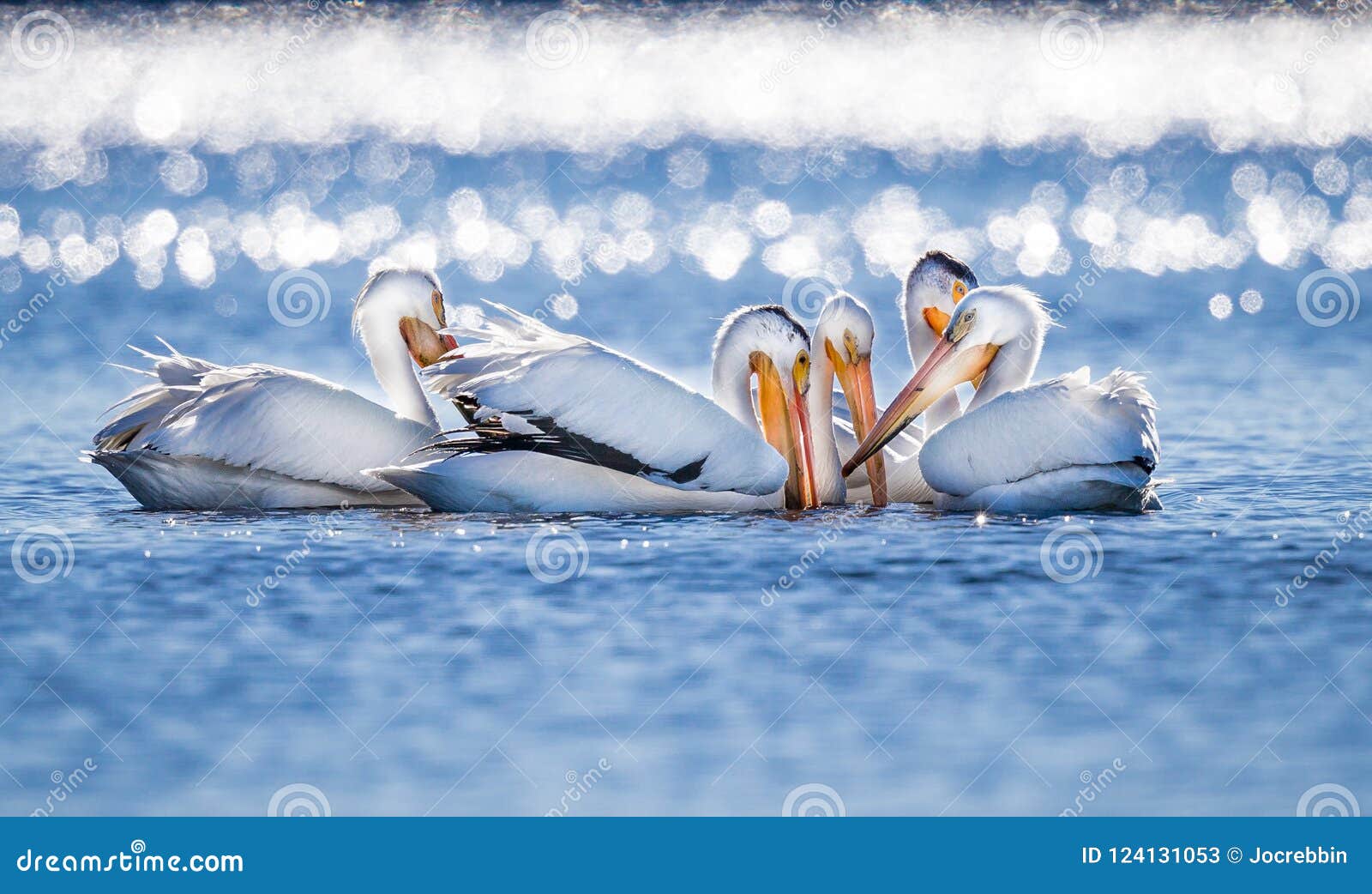 large white pelicans gather together for fishing