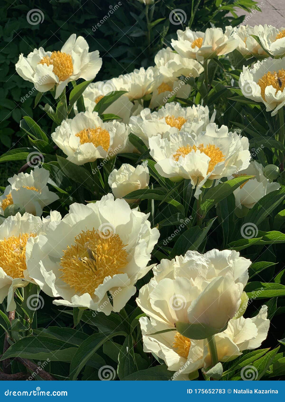 Large White Peonies with a Yellow Center on a Blurred Background Stock