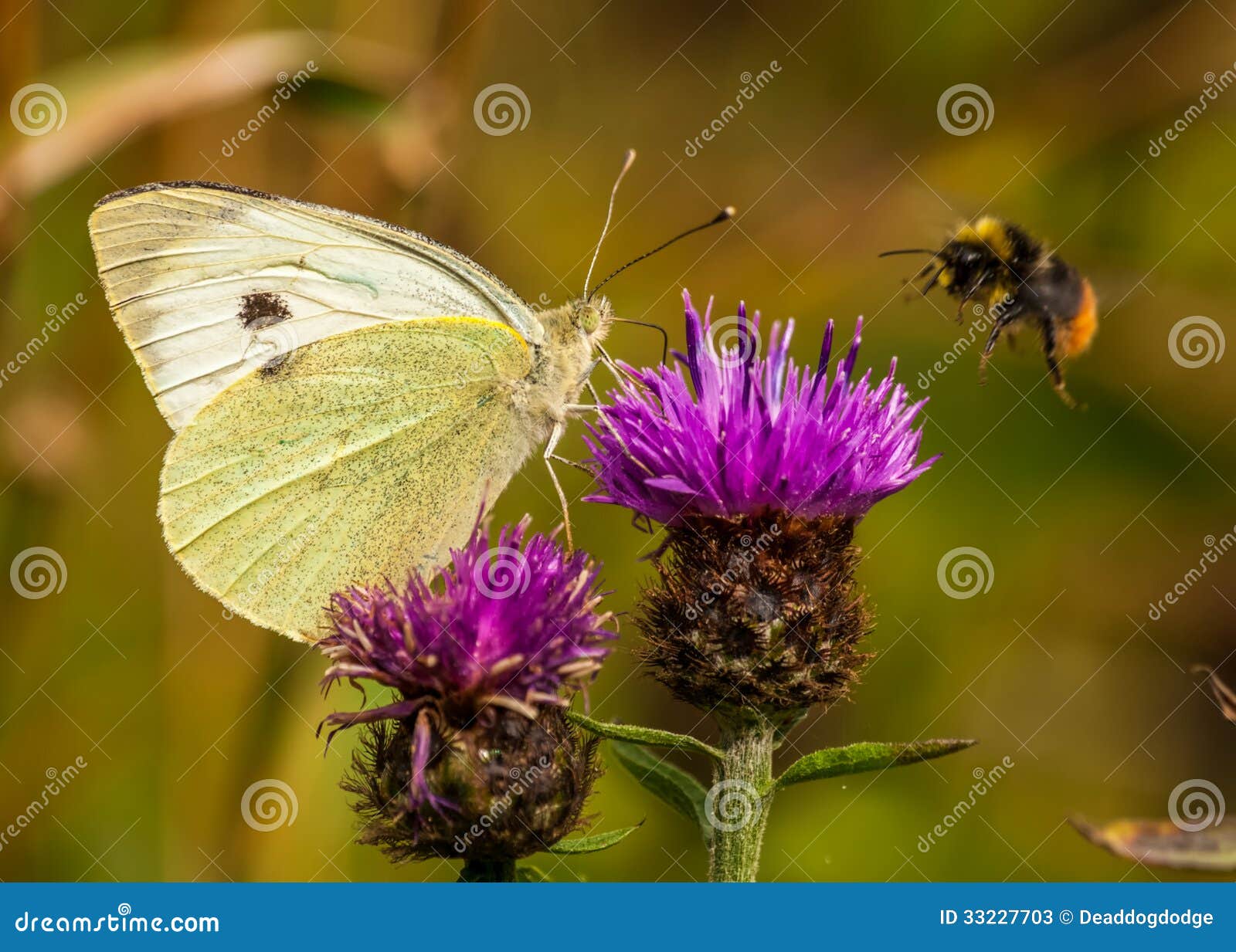 Large White / pieris brassicae. Large White Butterfly / pieris brassicae