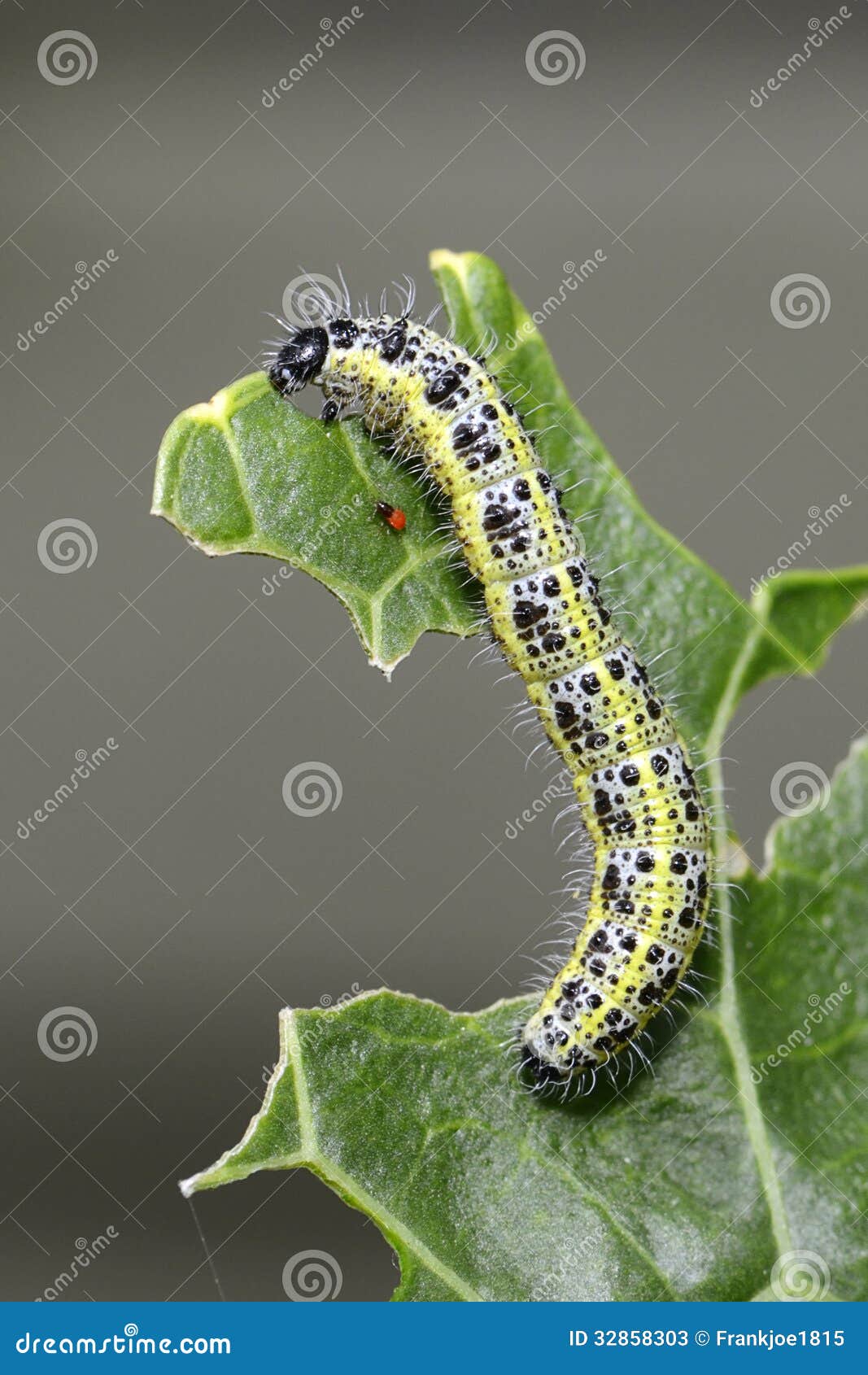 Large White Butterfly Larva Eating Horseradish Stock Image Image