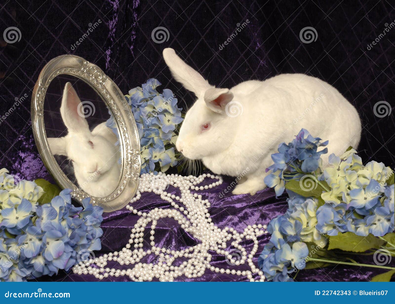 A Large White Rabbit with a Mirror Stock Image Image of glamour
