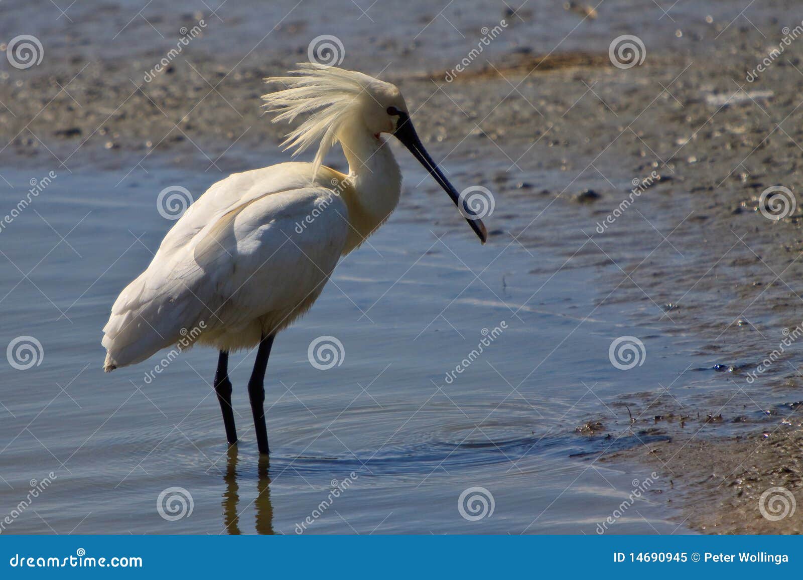 Large White Spoonbill Bird Standing in Water Stock Image - Image of ...