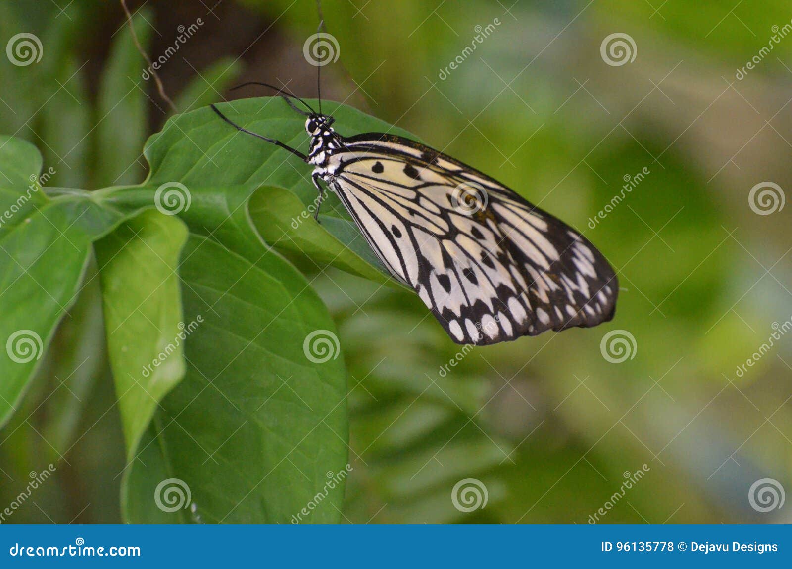 Large White Tree Nymph Butterfly on Green Foliage Stock Photo - Image ...