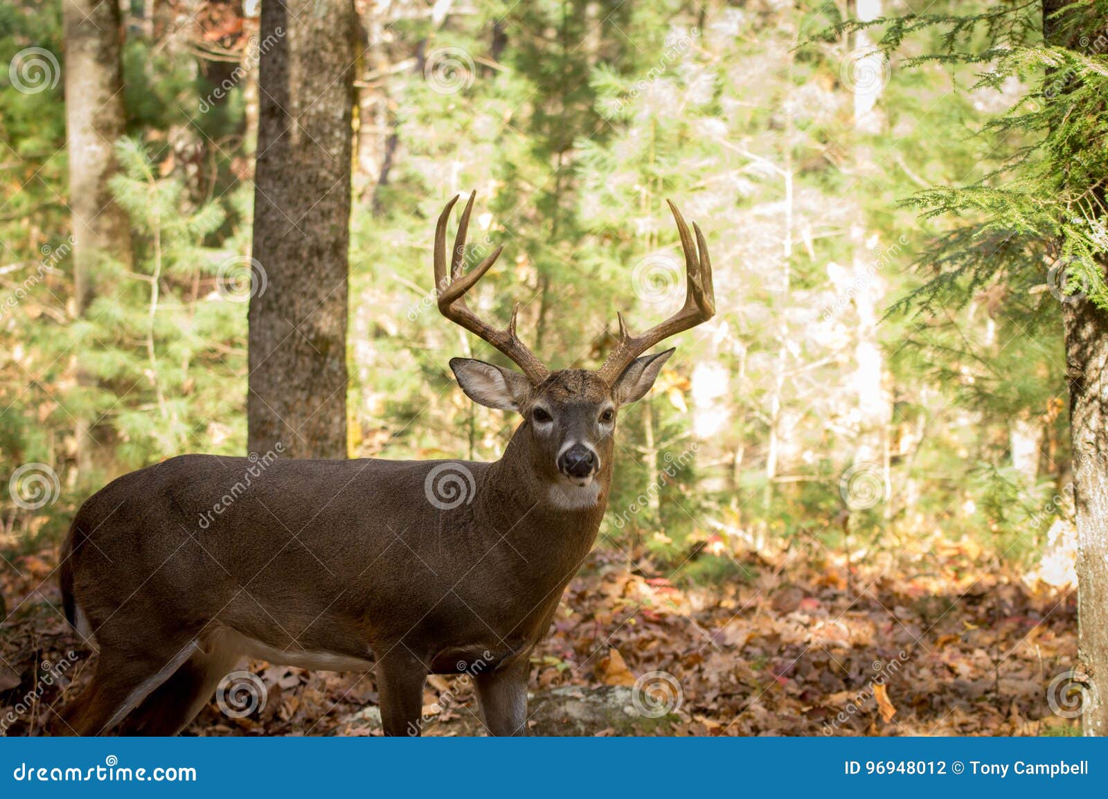 large white-tailed deer buck in woods