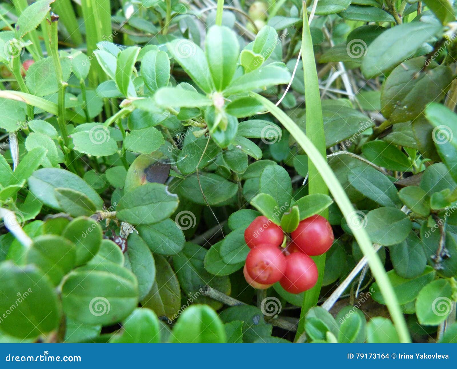 Large wild cranberries stock photo. Image of cranberries 79173164